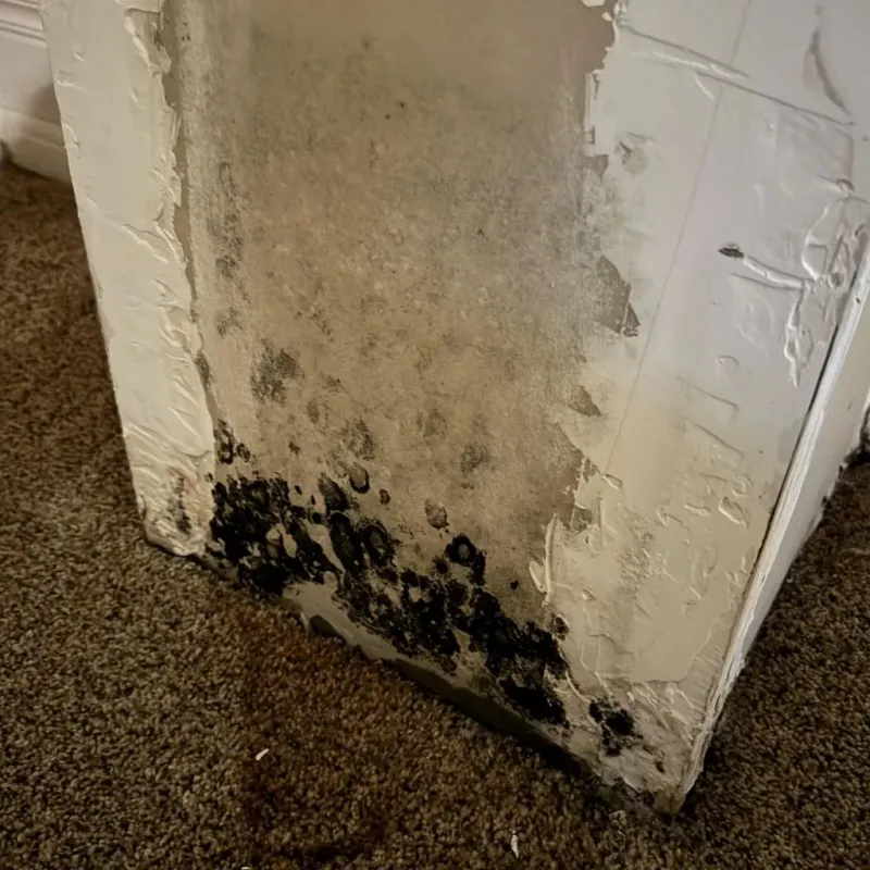 Professional Mold Removal in Curry County, OR